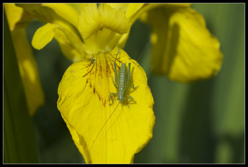 Stage macro 05-06-2010 3