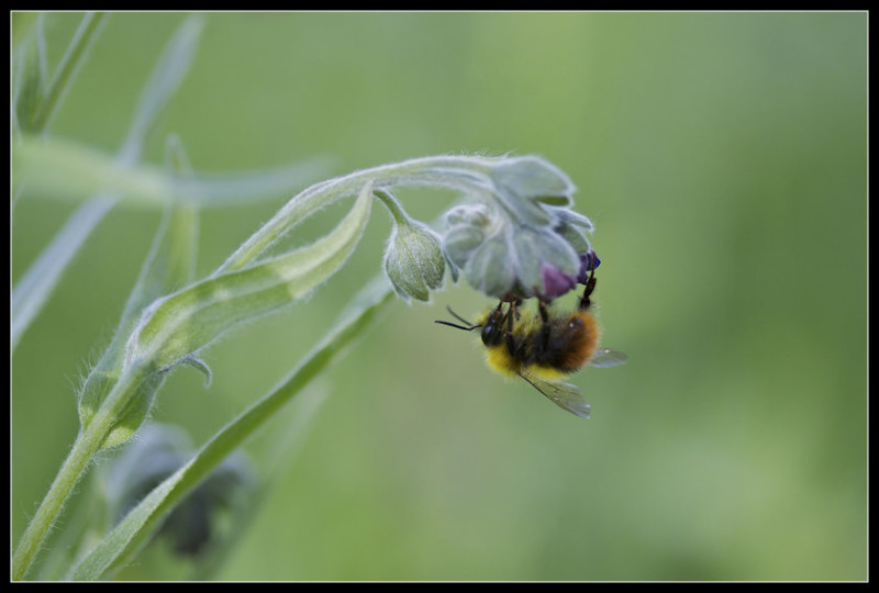 Stage macro 05-06-2010 4