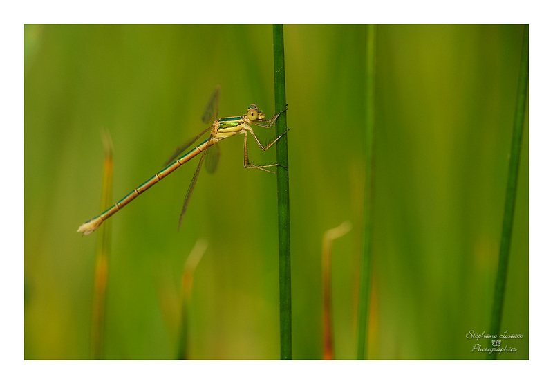 lestes-barbarus_stephane-Losacco.jpg