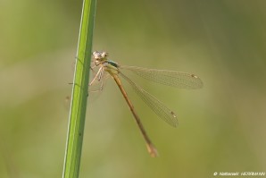 2010-06-05_NathanaelHerrmann_LestesBarbarus.jpg