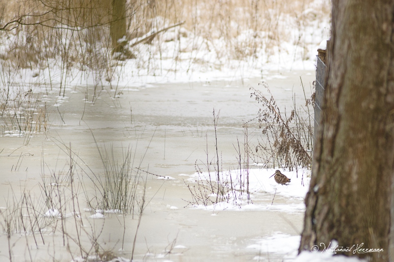 2013-01-21_NathanaelHerrmann_Becasse-des-bois.jpg