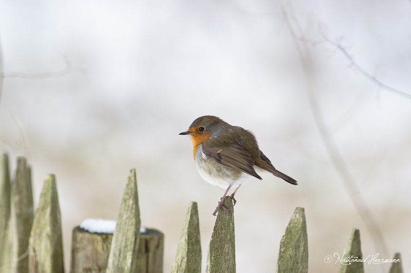 2013-01-21_NathanaelHerrmann_Rouge-gorge.jpg