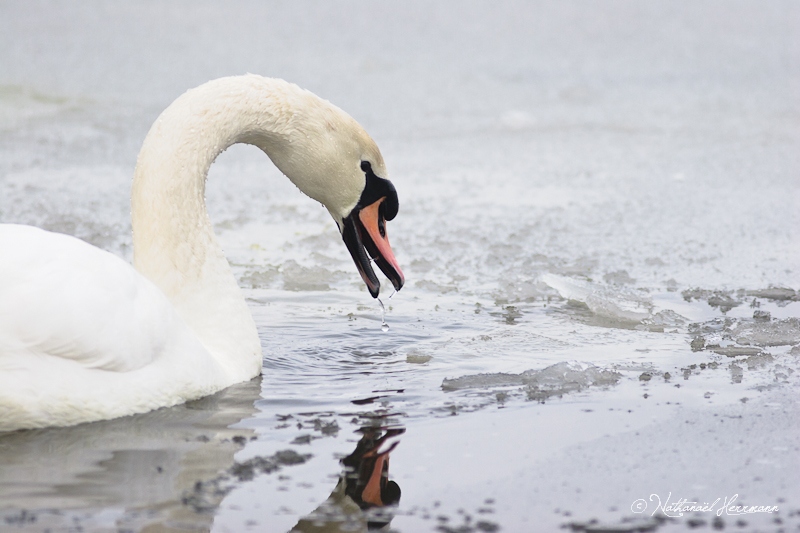 2013-01-21_NathanaelHerrmann_cygne-tubercule.jpg