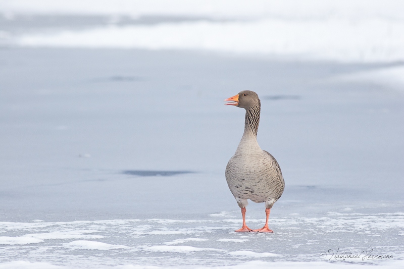 2013-01-21_NathanaelHerrmann_oie-cendree2.jpg