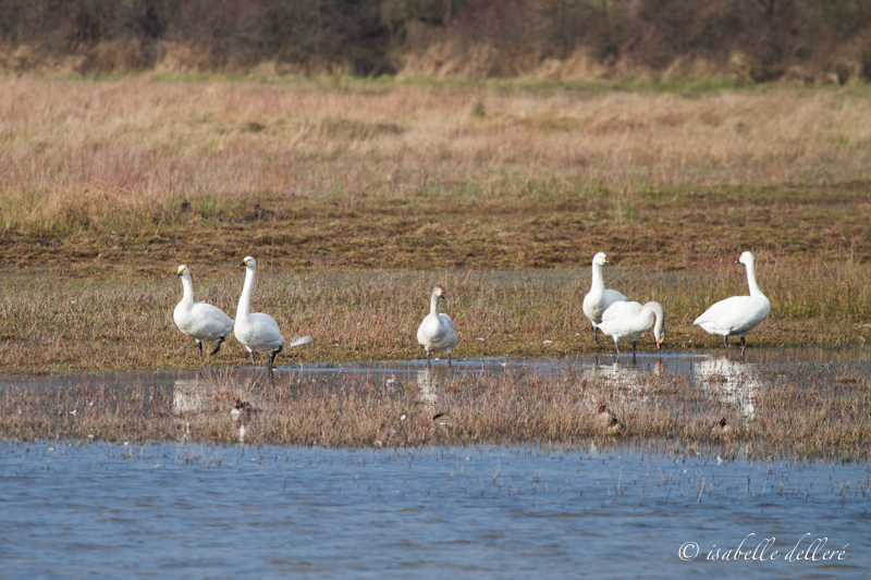 cygnes_bewick_800_pixels.jpg