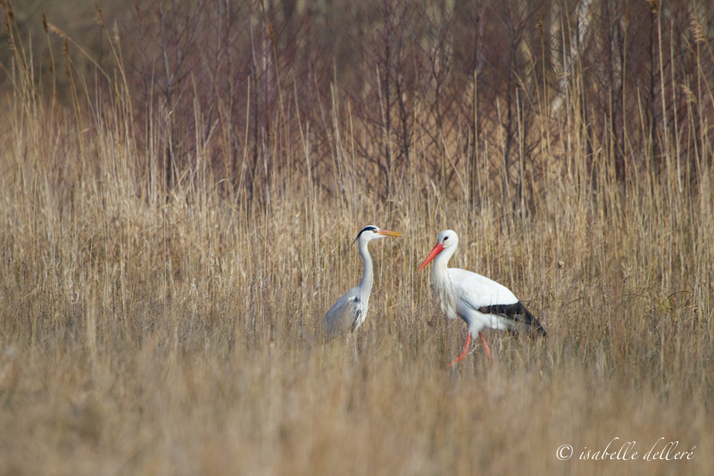 heron_cigogne_800_pixels.jpg