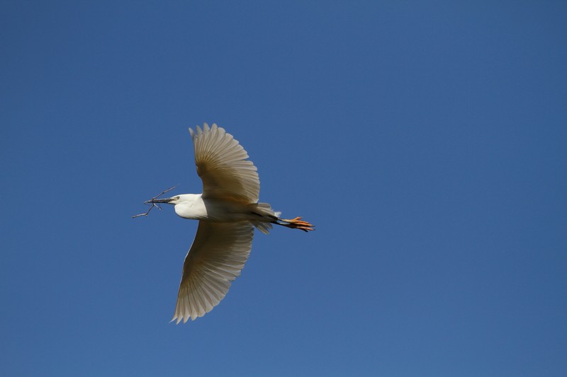 aigrette-fabian-vol.jpg