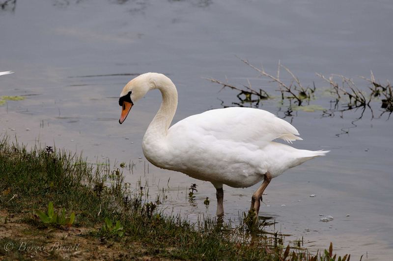 cygne-a-pattes-blanche-2.jpg