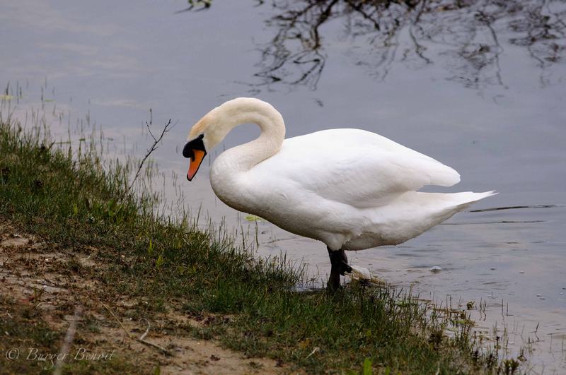 cygne-a-pattes-blanche.jpg