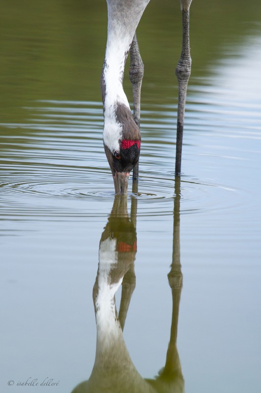 grue_blessee_2.jpg