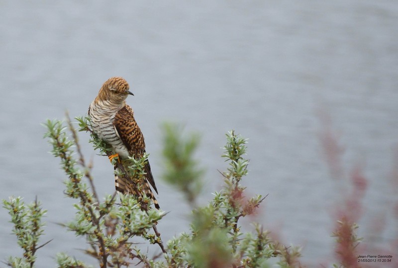 Coucouc-phase-rousse--1-sur-1-.jpg