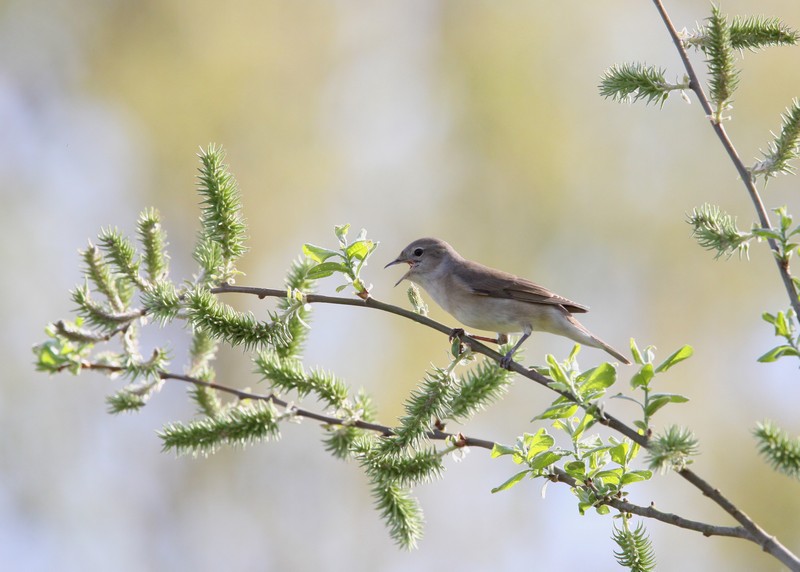 Garden-Warbler-2.JPG