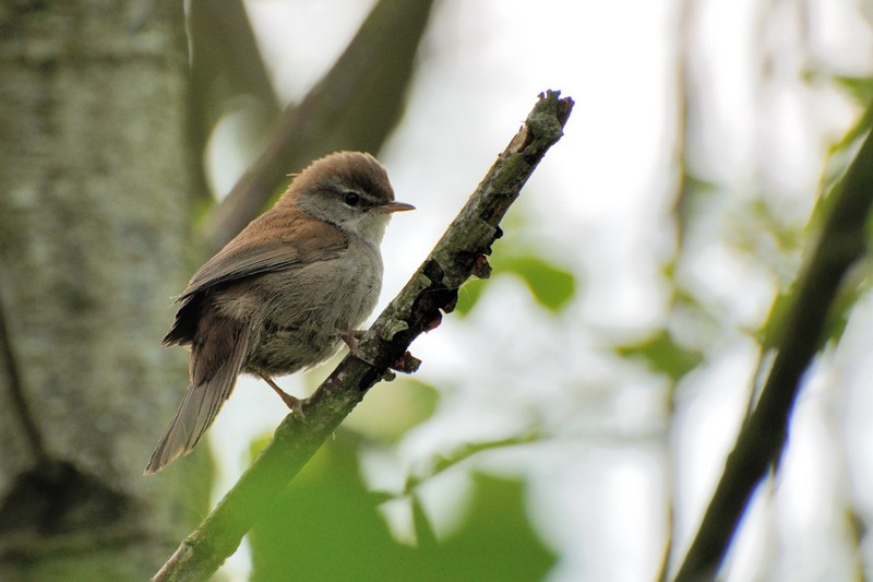 bouscarle-de-cetti.jpg