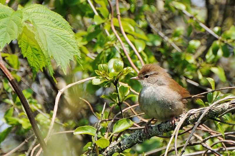 bouscarle-de-cetti2.jpg