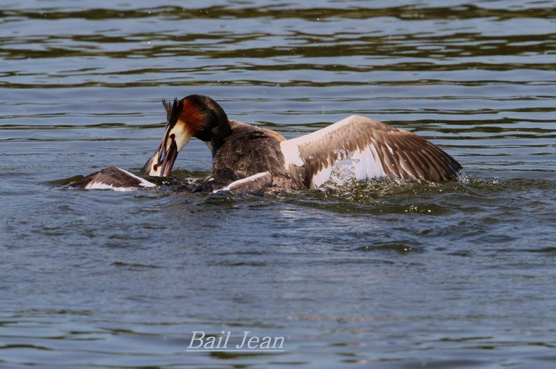 grebe-huppe-jean-bail-1.jpg