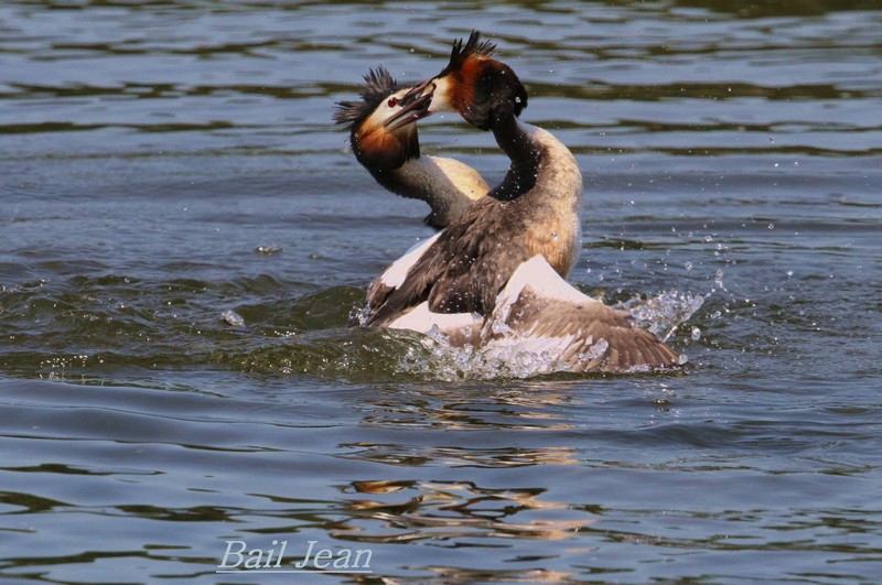 grebe-huppe-jean-bail-2.jpg