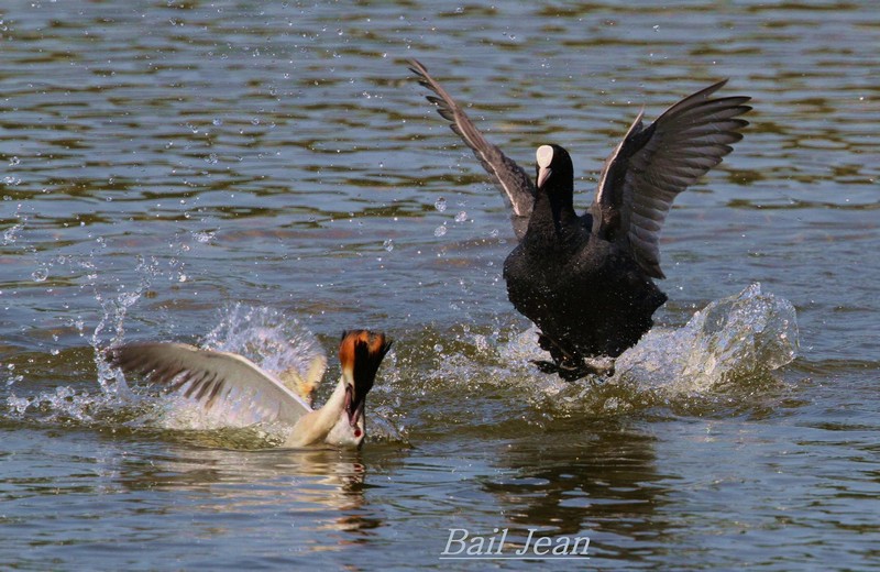 grebe-huppe-jean-bail-3.jpg