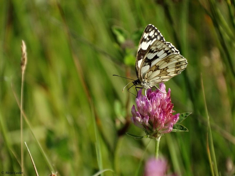 Demi-deuil_Melanargia-galathea.JPG