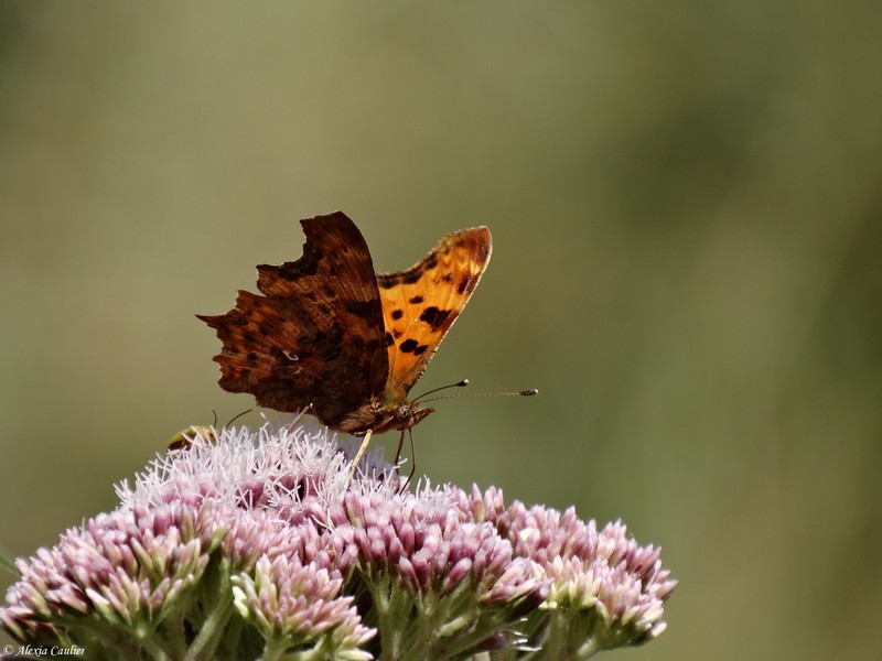 Robert-le-diable_Polygonia-c-album.JPG