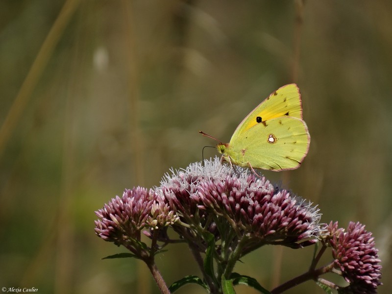 Souci_Colias-crocea.JPG