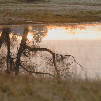 Marais du Marquenterre