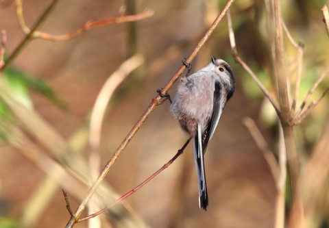 ltt8