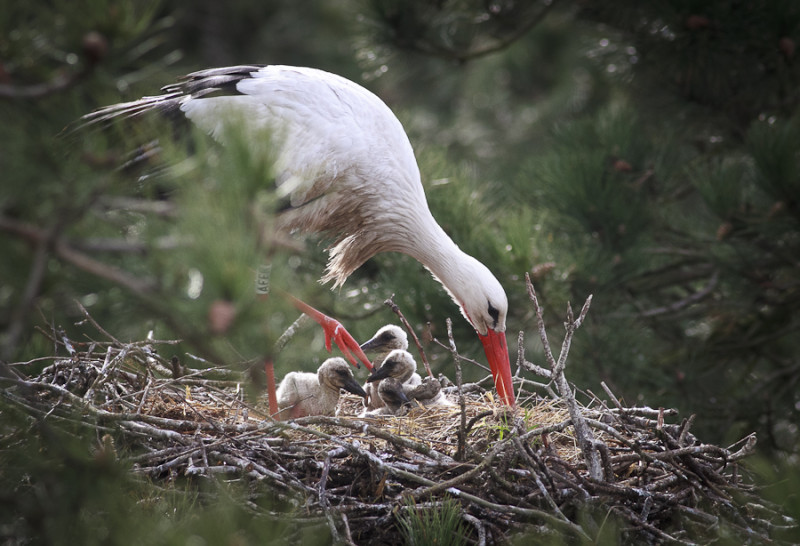 cigogne