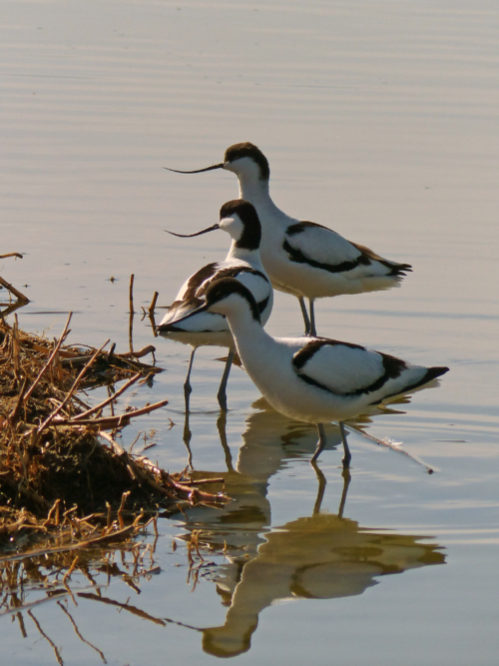 avocettes Victor NOEL