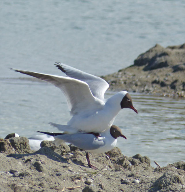 Mouettes rieuses Victor NOEL