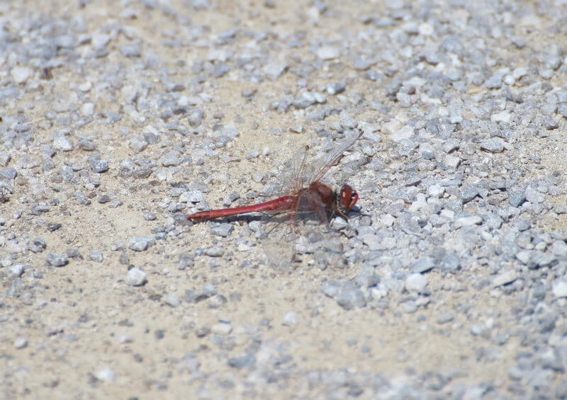 Crocothemis erythraea