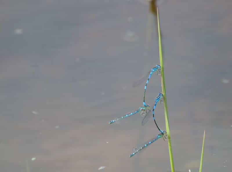 Coenagrion scitulum