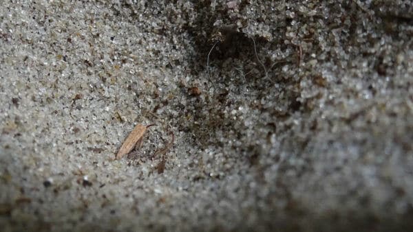 Au fond d'un entonnoir on peut parfois apercevoir les redoutables mandibules de l'insecte...