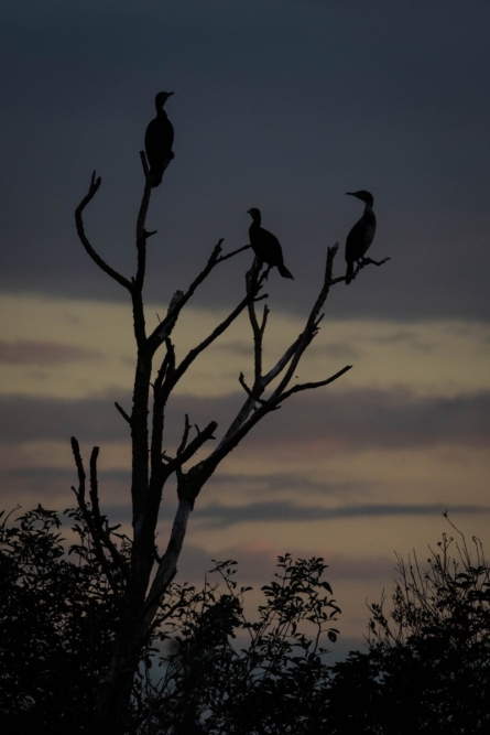 grand-cormoran-crepuscule-alexander-hiley-3