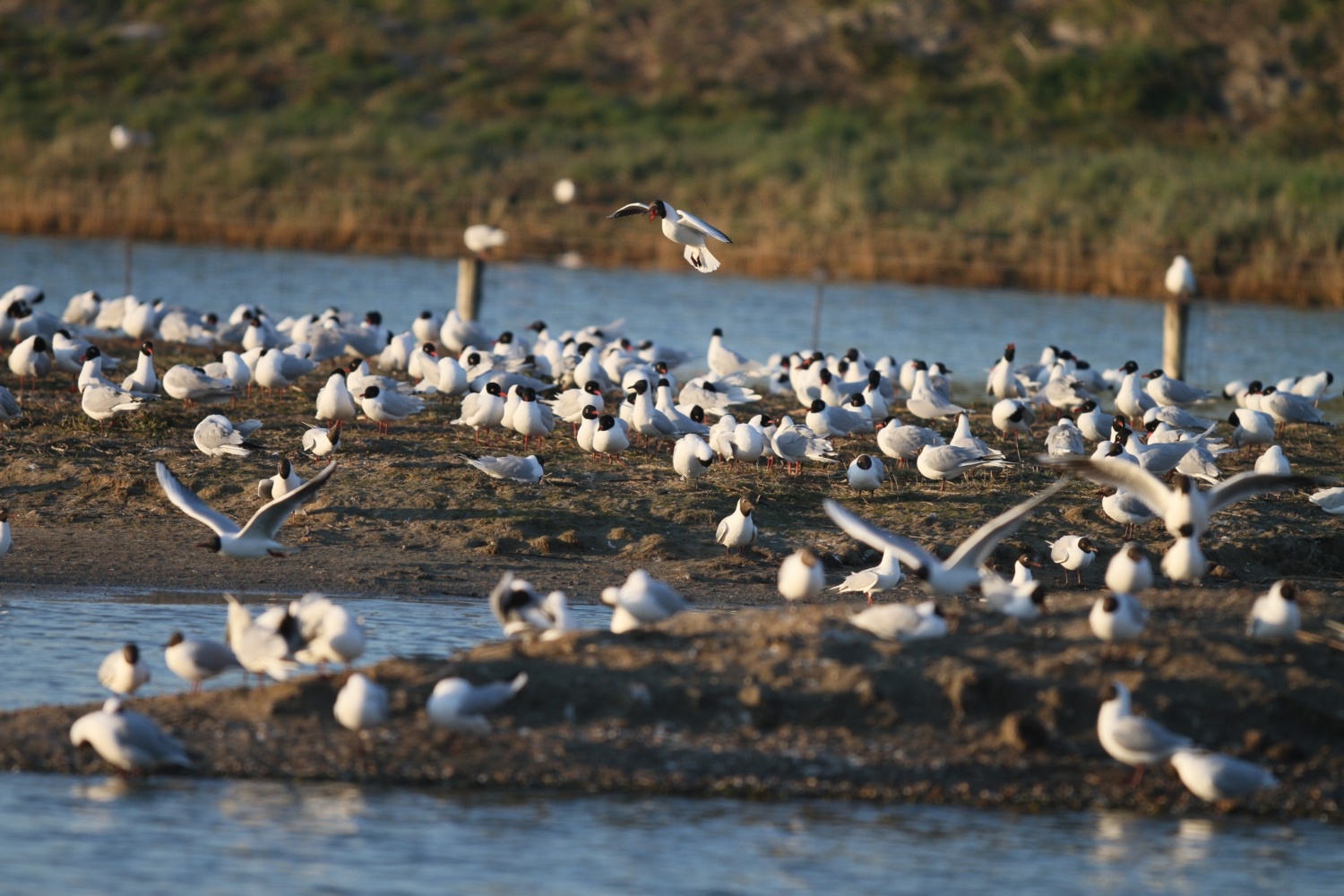 MOuettes-rieuses-melano