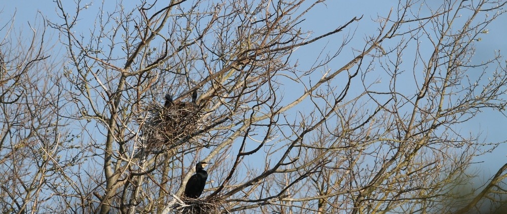 Grands Cormorans