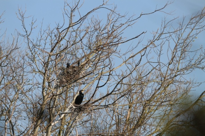 Grands Cormorans