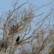 Grands Cormorans