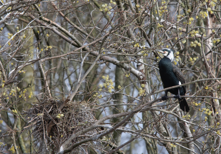 Grand Cormoran, Alexander Hiley