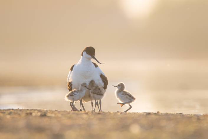 Avocette élégante, Alexander Hiley