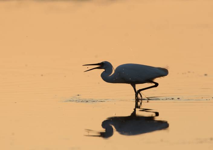 Aigrette garzette, Alexander Hiley