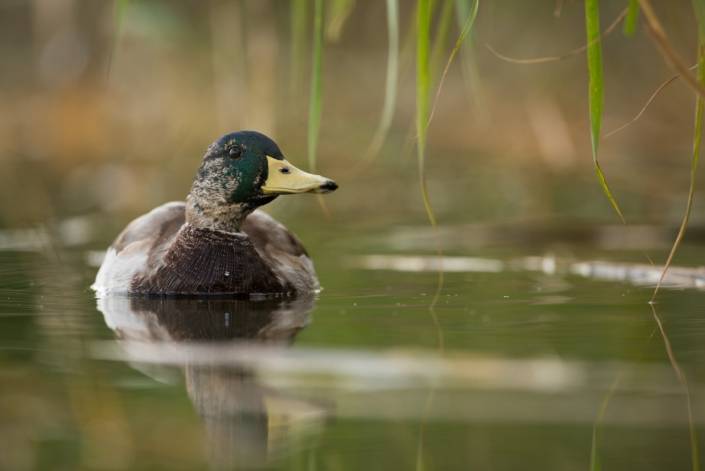 Canard colvert en mue, Pierre Aghetti