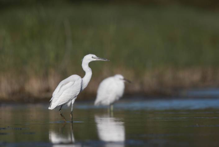 Aigrette garzette, Alexander Hiley