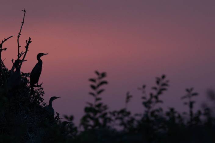 Cormoran, dortoir, Alexander Hiley