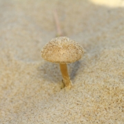 PSATHYRELLA