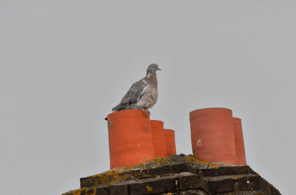 Pigeon ramier, F. Bouriez