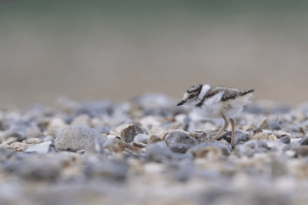 Poussin de Gravelot, A. Hiley