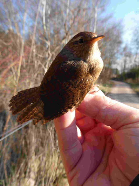 Troglodyte mignon, P. Carruette