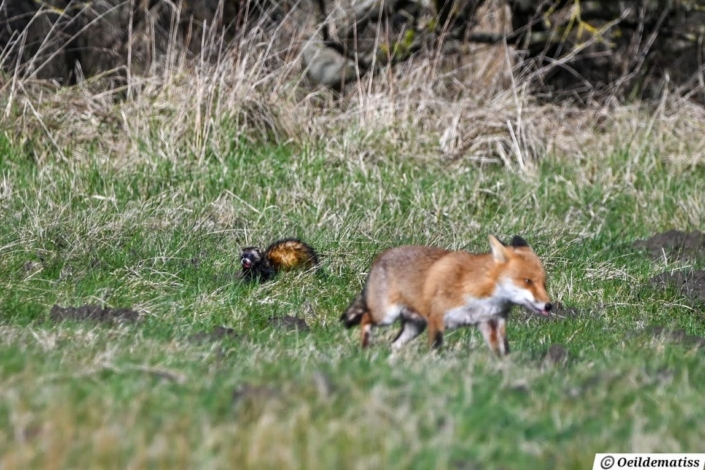 Fin du combat, M. Cheminais
