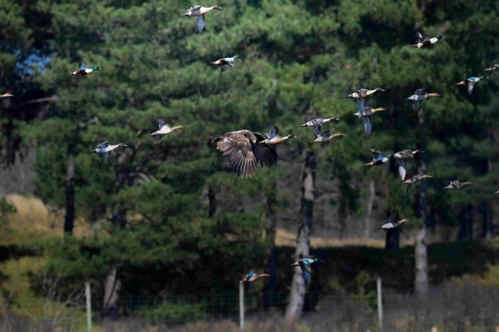 Pygargue à queue blanche, S. Larooze