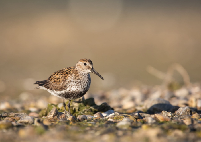 Bécasseau variable, Alexander Hiley